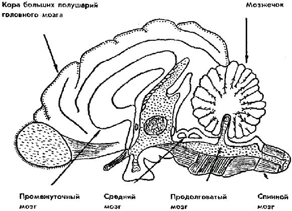 Филимон Арасланов, Алексей Алексеев и др. - Дрессировка служебных собак