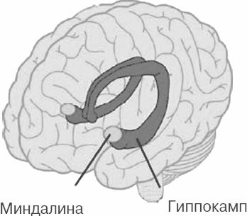 Лоран Коэн - Почему девочки не хуже мальчиков разбираются в математике