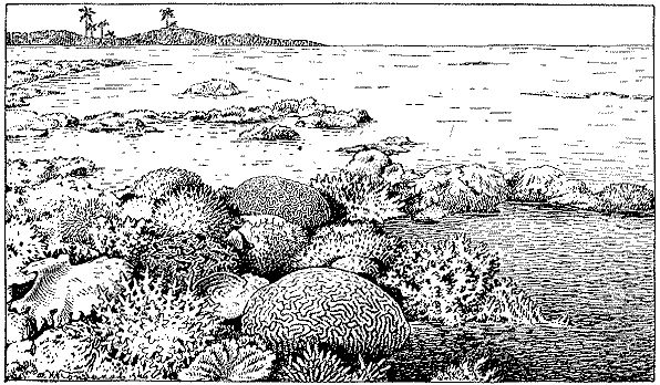 Н. Тарасов - Море живёт
