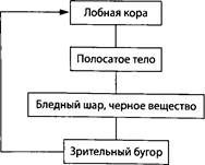 Н. Яхно, А. Локшина и др. - Деменции: руководство для врачей