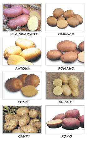 Коллектив авторов - Картофель. Рекомендации и советы
