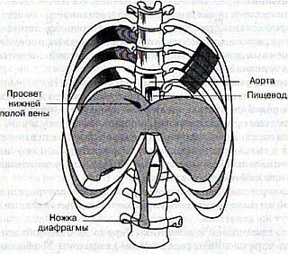 Виктория Мазовецкая - Гимнастика для внутренних органов