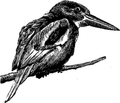 Ян Линдблад - Мир Книги джунглей