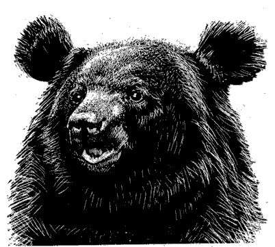 Ян Линдблад - Мир Книги джунглей