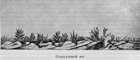 Николай Пржевальский - Из Зайсана через Хами в Тибет и на верховья Желтой реки
