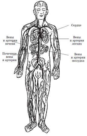 Кацудзо Ниши - Алхимия здоровья: 6 "золотых" правил