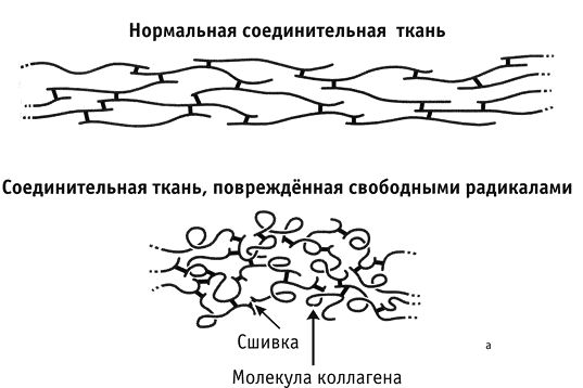 Артём Демчуков - Фрукторианство. Новый взгляд на эволюцию питания человека