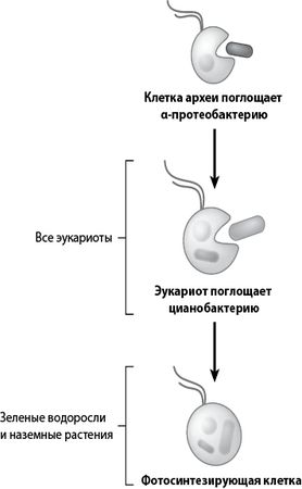 Пол Фальковски - Двигатели жизни. Как бактерии сделали наш мир обитаемым