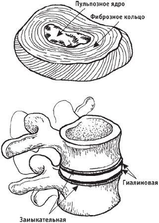 Виктор Ченцов - Первая скрипка позвоночника