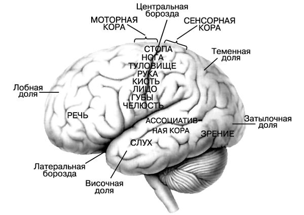 Геннадий Генев - Потребности человека, их классификация и количество