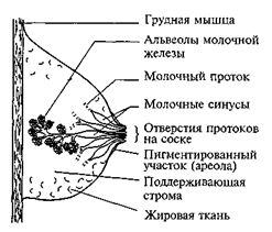 Марьяна Безруких, Валентин Сонькин и др. - Возрастная физиология: (Физиология...