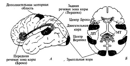 Марьяна Безруких, Валентин Сонькин и др. - Возрастная физиология: (Физиология...