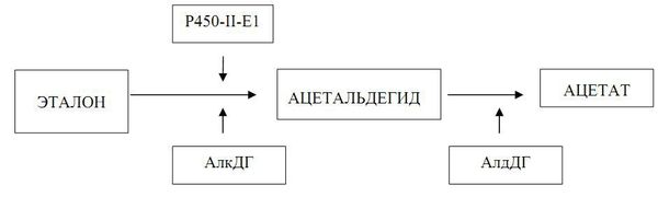 Тамара Якубчик - Клиническая гастроэнтерология