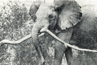 Иэн Дуглас-Гамильтон, Ория Дуглас-Гамильтон - Жизнь среди слонов