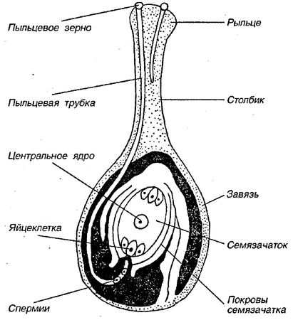 Юлия Касаткина - Я познаю мир. Ботаника
