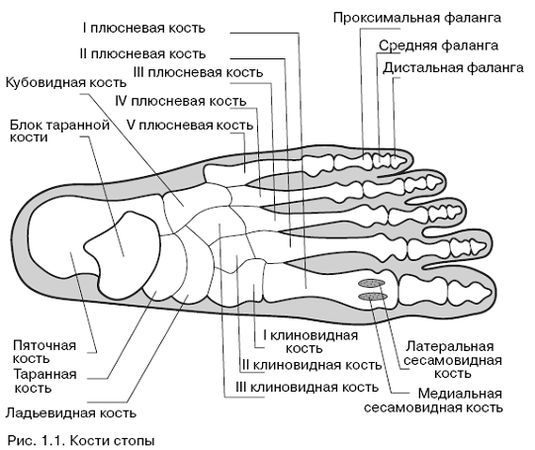 Гленн Коуплэнд, Стэнли Соломон - Все о здоровье ваших ног. От младенчества до...