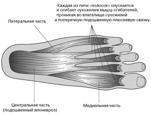 Гленн Коуплэнд, Стэнли Соломон - Все о здоровье ваших ног. От младенчества до...