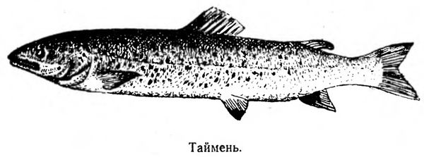 Голиков Васильевич - Водоемы и рыбы Забайкалья