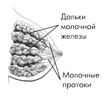 Валерия Фадеева - Кормление ребенка грудью