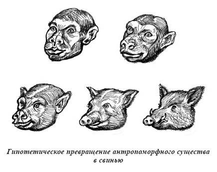Александр Белов - Тайная родословная человека. Загадка превращения людей в животных