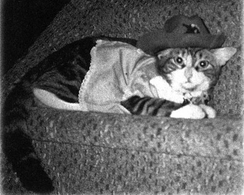 Вики Майрон - Девять жизней Дьюи. Наследники кота из библиотеки, который потряс...