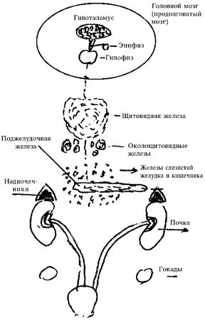 Марва Оганян - Золотые правила естественной медицины