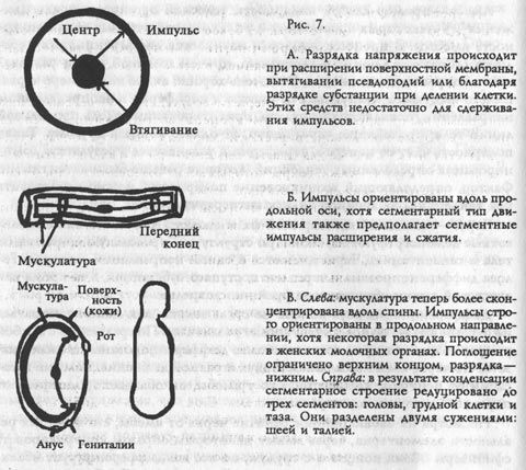 Александр Лоуэн - Физическая динамика структуры характера