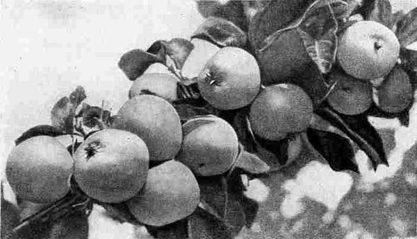 Редакционная коллегия - Книга о вкусной и здоровой пище