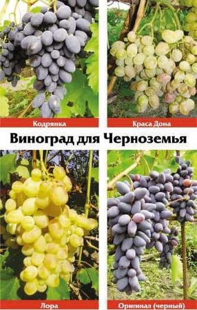 Петр Красников, В. Мещеряков - Виноградная лоза. Опыт выращивания