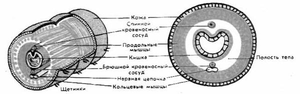 Зияудин Шахмарданов - Животный мир Дагестана