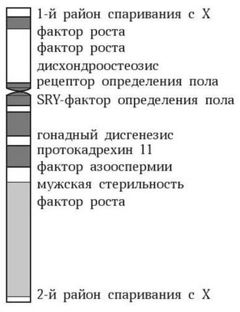 Марина Бутовская - Антропология пола