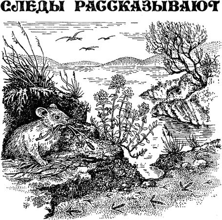 Павел Мариковский - Забытые острова