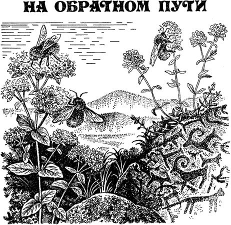 Павел Мариковский - Забытые острова