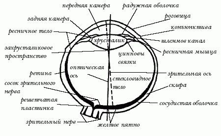Мария Дорош - Ветеринарный справочник для владельцев кошек