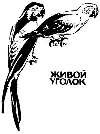 Коллектив авторов - Никто не любит крокодилов