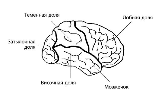 Лидия Горячева, Лев Кругляк - Гиперактивный ребенок - это навсегда?