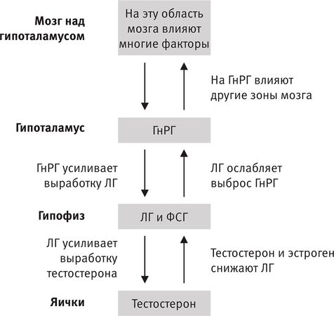 Тимоти Феррис - Совершенное тело за 4 часа