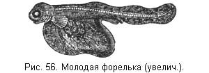Жизнь и ловля пресноводных рыб. Часть 1