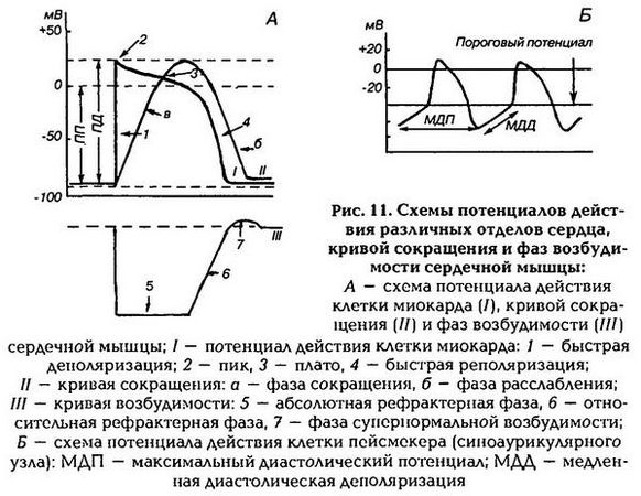 Николай Агаджанян - Нормальная физиология