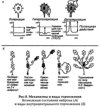Николай Агаджанян - Нормальная физиология